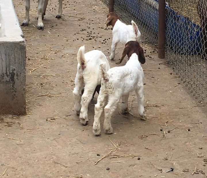 Day Ii: Bsw Iii Year Social Work Camp #nawalparasi #goatfarmvisi…